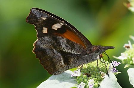 American Snout butterfly