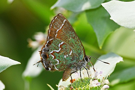 Juniper Hairstreak butterfly