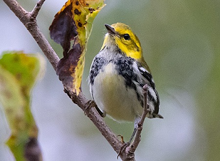 Black-throated Green warbler on branch