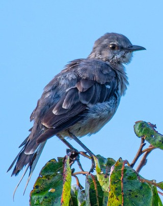Northern Mockingbird on treetop