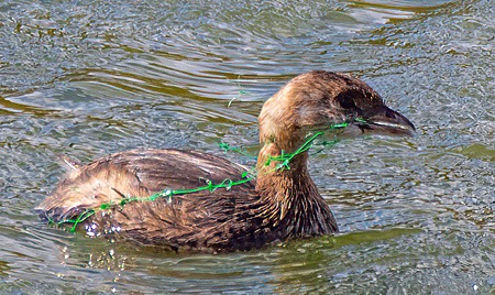 Pie-billed Grebe with green plastic