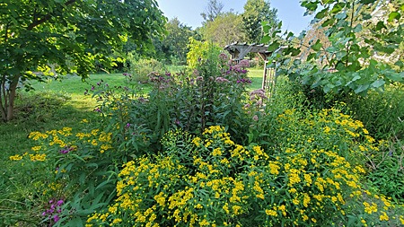 Part of Brian's garden