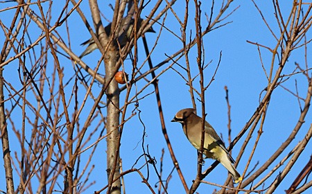 Cedar Waxwings perched on bare tree branches