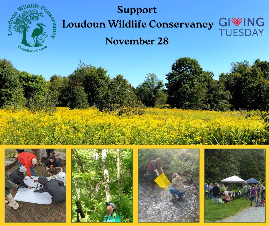 Support Loudoun Wildlife Conservancy on November 28