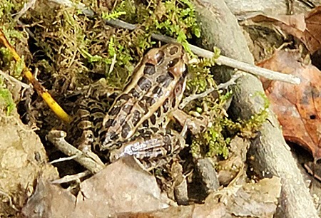 Pickerel frog on moss