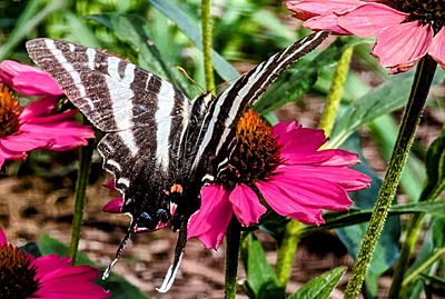 Zebra swallowtail on coneflower