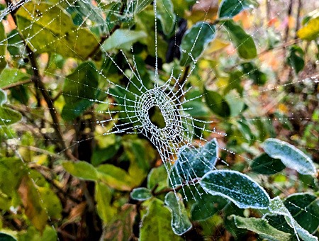 Spider web with ice