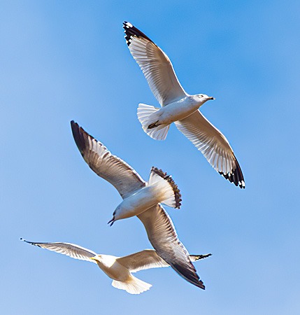 Ring-billed Gulls in flight