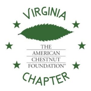 American Chestnut Virginia