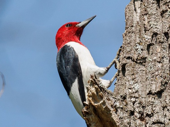 Red-headed Woodpecker on tree trunk