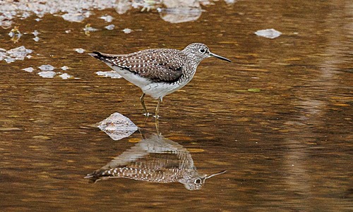 Wading Solitary Sandpiper