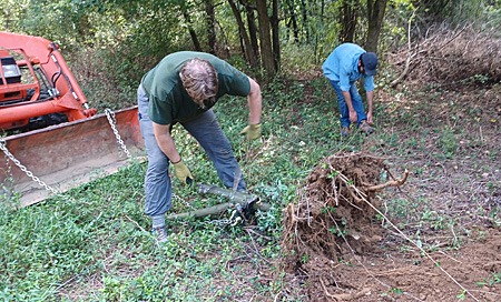 Autumn Olive stump removal